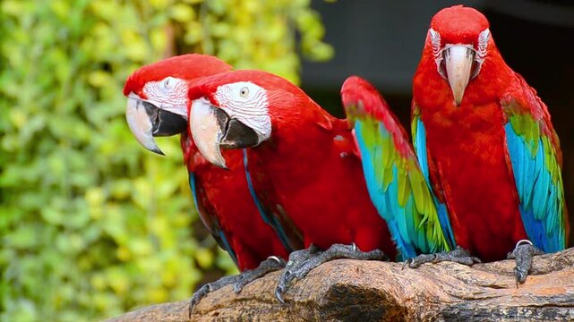 A video of three colorful macaws perched on a tree branch in a lush green environment