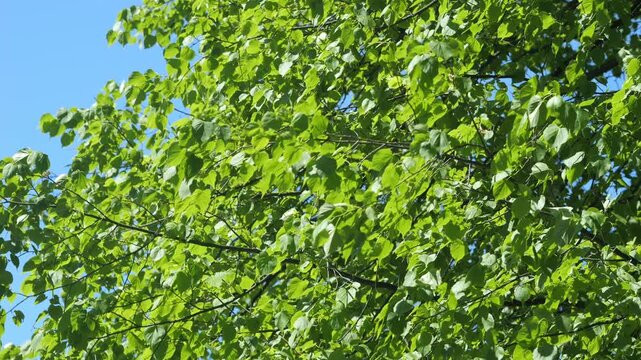Bright green birch tree leaves sway gently against clear blue sky. Sunlight filters through dense foliage creating vibrant natural patterns. Branches extend upward showcasing fresh spring growth