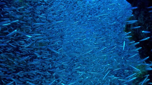 Dense silver baitfish school surrounding a coral reef wall