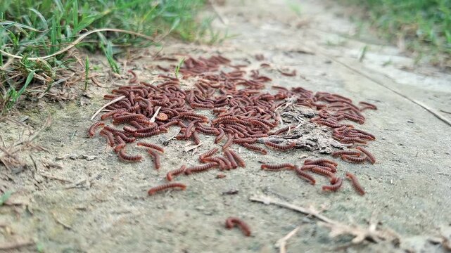Group Of Small Worms Crawling On Soil Ground