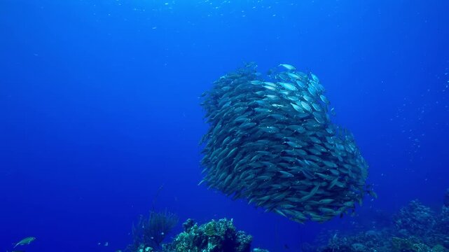 Silver fish forming a tight spherical bait ball underwater