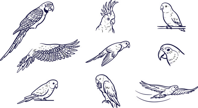 Hand Drawn Parrot and Exotic Tropical Birds Line Art Vector Icon Set for Coloring Pages Tattoo Design Print and Fabric Patterns