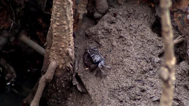 Mangrove crab feeding beside tree roots