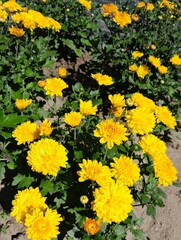 Obraz premium Bright yellow Chrysanthemum flowers blooming in the autumn garden under sunlight