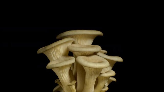 Macro time-lapse of wild mushrooms emerging from the forest floor and moss.