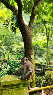 Long-tailed macaque monkey sitting on stone in tropical forest