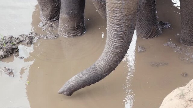 Close-up of two rescued Asian elephant trunks moving through muddy water and collecting water during a mud bath at an ethical elephant sanctuary in Thailand.