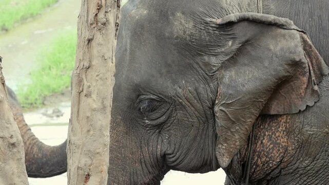Close-up of a rescued Asian elephant enjoying a natural mud bath at an elephant sanctuary in Thailand. The animal calmly covers itself with mud as part of its natural behavior.