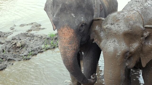 Close view of two rescued Asian elephants standing side by side in a muddy pool at an ethical elephant sanctuary in Thailand, enjoying a natural mud bath in a protected environment.