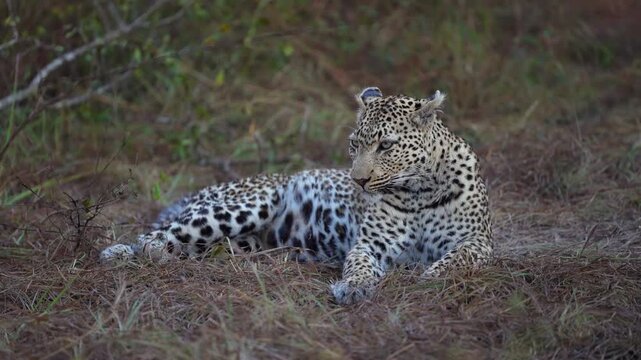 A female leopard lies quietly on the ground before sunrise in the African wilderness while scanning her surroundings, Sabi Sands Game Reserve.