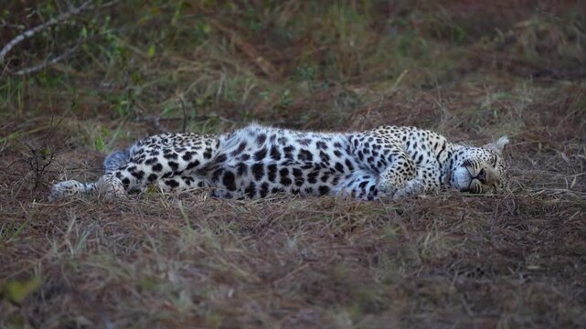 A female leopard sleeping on the ground before sunrise in the African wilderness. Filmed from a low angle in the Sabi Sands Game Reserve.
