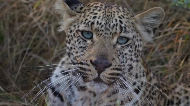 Closeup of a young female leopard's face with beautiful blue eyes, Sabi Sand Game Reserve.