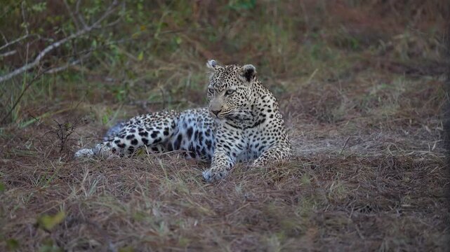 A female leopard lies quietly on the ground before sunrise in the African wilderness, Sabi Sands Game Reserve.