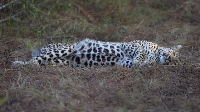 A female leopard sleeping on the ground before sunrise in the African wilderness. Filmed from a low angle in the Sabi Sands Game Reserve.