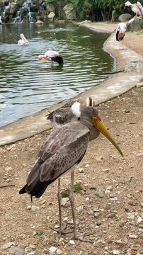 young yellow billed stork scratching its head with its back while brown goose flapping its wing in the back, bird of paradise by the pond