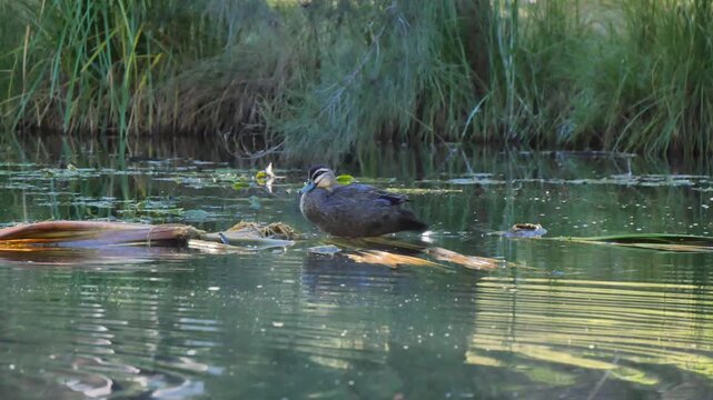 Duck sitting on the water