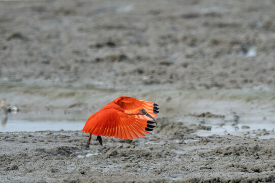 Scarlet Ibis (Eudocimus ruber) foraging with an injured leg at Bangpu, Samut Prakan, Thailand. A resilient exotic bird adapting to wildlife in Southeast Asia.