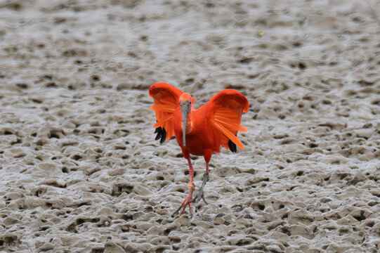 Scarlet Ibis (Eudocimus ruber) foraging with an injured leg at Bangpu, Samut Prakan, Thailand. A resilient exotic bird adapting to wildlife in Southeast Asia.