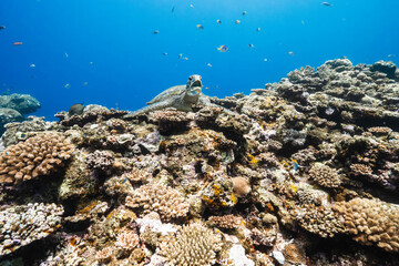 Peaceful Green Sea Turtle in a Tropical Underwater Landscape © Satoshi