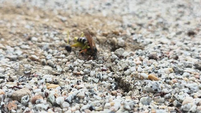 
Macro shot of a Sand Wasp (Stizus pulcherrimus) dragging a paralyzed katydid prey into its underground nest burrow, 4K UHD #003

