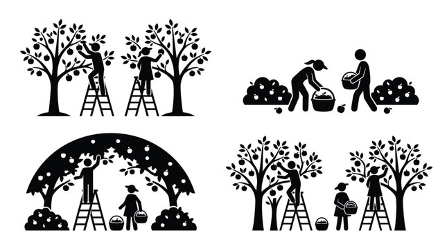 Flat vector illustration of a ripe fruit harvest in orchard