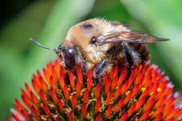 Macro Wildlife Photography of Bee on Flower © Stephen