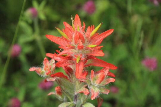 red and yellow flowers