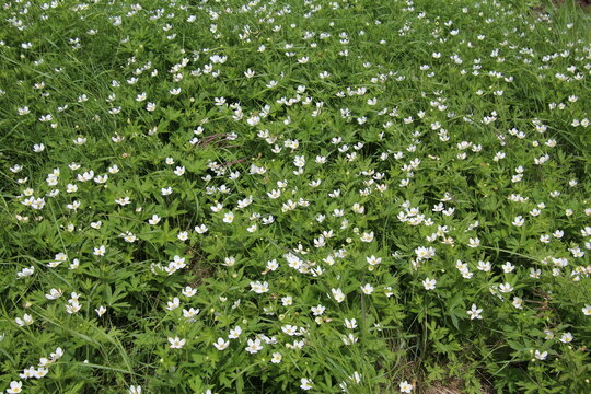 green grass and flowers