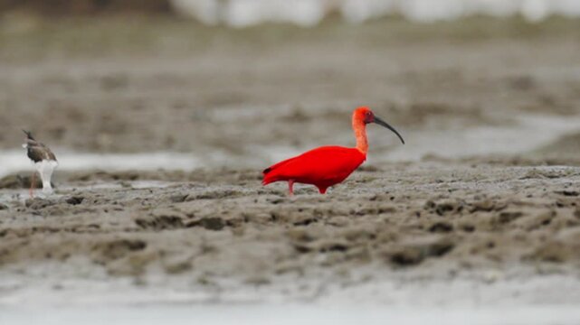 Scarlet Ibis (Eudocimus ruber) foraging with an injured leg at Bangpu, Samut Prakan, Thailand. A resilient exotic bird adapting to wildlife in Southeast Asia.