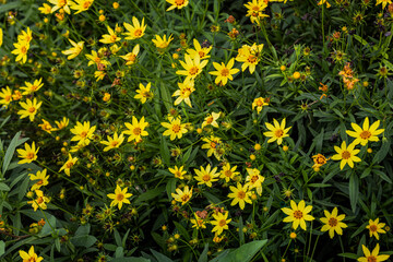 Obraz premium Threadleaf Coreopsis Flowers Blooming in Garden