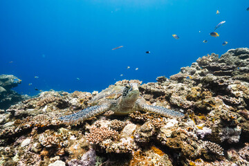 Green Sea Turtle on a Thriving Tropical Reef Ecosystem © Satoshi