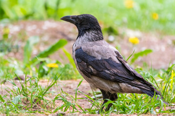 Obraz premium Hooded crow, corvus cornix, standing on the lawn in the spring or summer