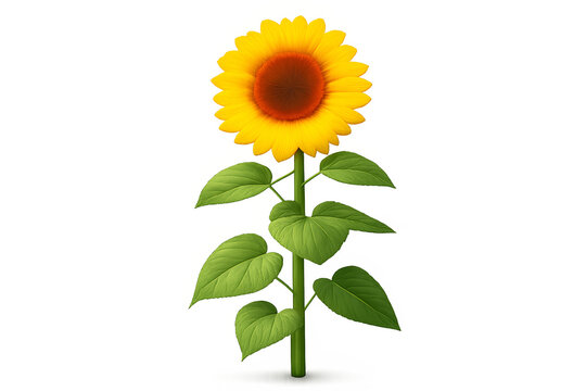 Sunflower stands tall, showing bright yellow petals and green leaves isolated on transparent background cut out
