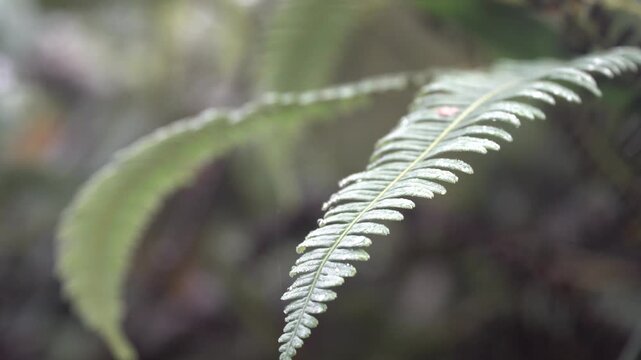 Wild fern frond in the middle of tropical rain forest 