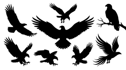 Fototapeta premium Set of black eagle silhouettes in various flying and perched poses isolated on white background.