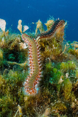 coral reef in the sea © Evgenios
