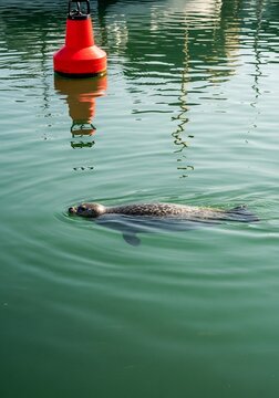 Harbor Sentinel: Seal's serene swim beneath a bobbing buoy.