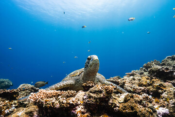 Wild Green Sea Turtle Resting Among Coral Colonies © Satoshi