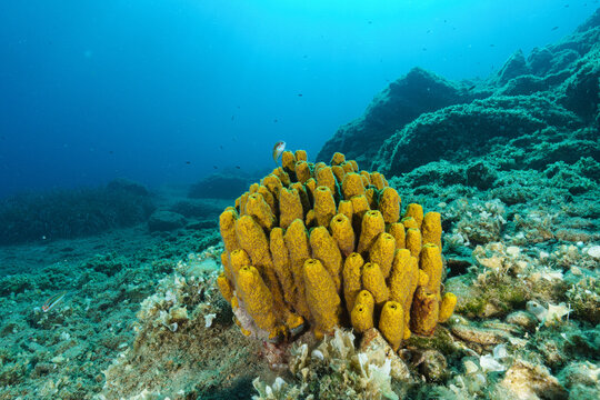 coral reef in the red sea