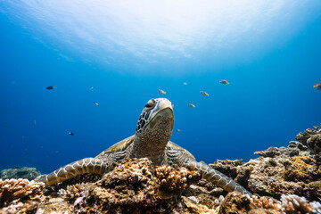 Tropical Coral Reef Habitat with a Green Sea Turtle Portrait © Satoshi