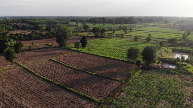 Drone view with the country farm as sugar cane, rubber tree and rice plantation the landscape. View of lush green paddy field and land for growing other plants during the  growing season in Thailand.