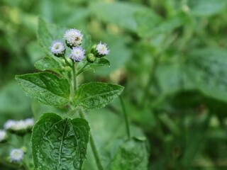 Fototapeta premium close-up shot of blooming Ageratum conyzoides (billygoat-weed) showcasing delicate purple and white wildflower clusters surrounded by vibrant green textured leaves in a natural outdoor setting