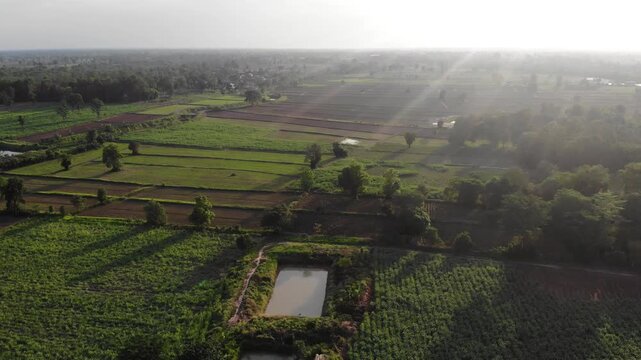 Drone view with the country farm as sugar cane, rubber tree and rice plantation the landscape. View of lush green paddy field and land for growing other plants during the  growing season in Thailand.