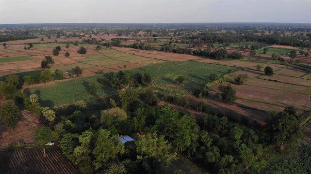 Drone view with the country farm as sugar cane, rubber tree and rice plantation the landscape. View of lush green paddy field and land for growing other plants during the  growing season in Thailand.