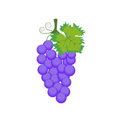 Obraz premium Fresh Ripe Purple Grape Bunch with Green Leaf Vector Illustration Isolated on White Background Healthy Vineyard Fruit for Food Wine Agriculture and Nature Design