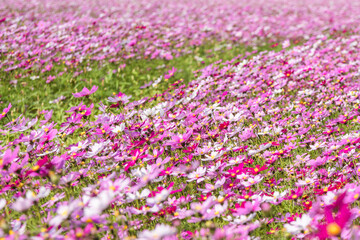 Fototapeta premium A sea of Kelsang flowers in spring