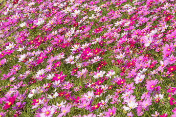 Obraz premium A sea of Kelsang flowers in spring