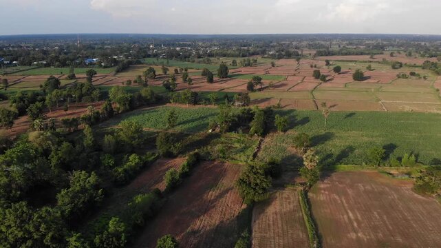 Drone view with the country farm as sugar cane, rubber tree and rice plantation the landscape. View of lush green paddy field and land for growing other plants during the  growing season in Thailand.