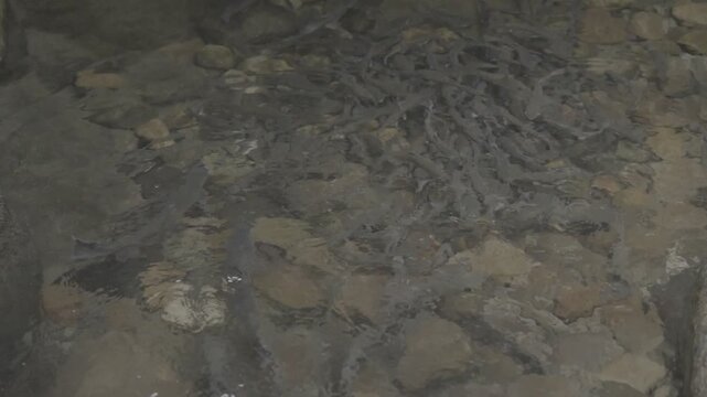 日本の原風景 澄んだ清流の川底に集まって泳ぐ魚の群れ Log撮影 / Japan's Unspoiled Landscape School of Freshwater Fish Swimming Near Riverbed in Clear Stream Log footage