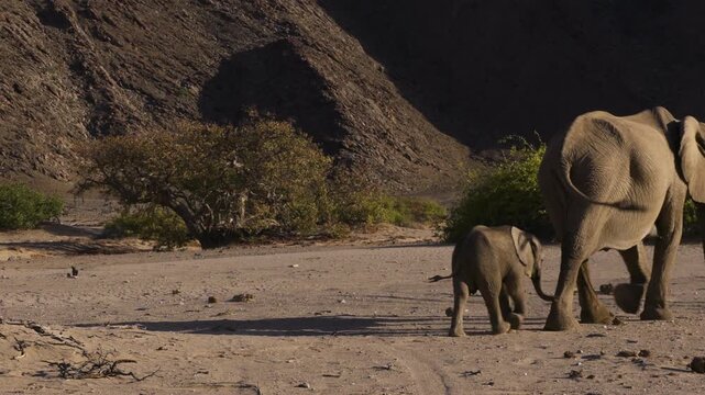 A female desert elephant and her calf walk from left to right across the sand of a dry riverbed in Namibia. In the background, there are some evergreen bushes and a rock formation. Warm evening light.